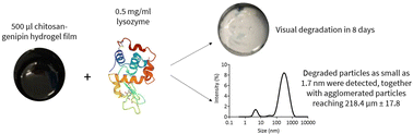 Graphical abstract: In vitro evaluation of the biodegradability of chitosan–genipin hydrogels