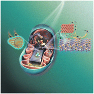 Graphical abstract: Interfacial engineering of Cu–Fe2O3 nanotube arrays with built-in electric field and oxygen vacancies for boosting the electrocatalytic reduction of nitrates