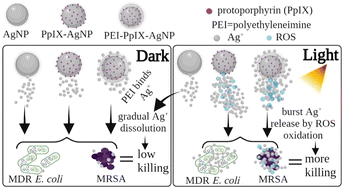 Graphical abstract: Influence of silver ion release on the inactivation of antibiotic resistant bacteria using light-activated silver nanoparticles