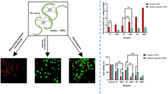 Graphical abstract: Development of cytocompatible protein-based hydrogels crosslinked using tetrakis(hydroxymethyl)phosphonium chloride