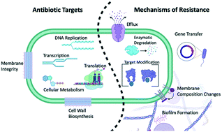 Graphical abstract: Tackling antimicrobial stewardship through synergy and antimicrobial peptides