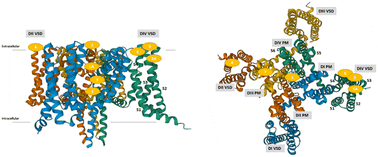 Graphical abstract: Inhibition of NaV1.7: the possibility of ideal analgesics