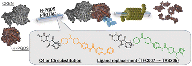 Graphical abstract: Structure–activity relationship study of PROTACs against hematopoietic prostaglandin D2 synthase