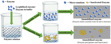 Graphical abstract: Enzyme immobilization: polymer–solvent–enzyme compatibility