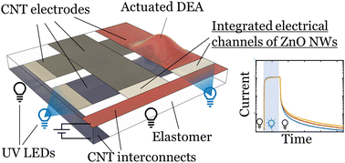 Graphical abstract: Optically addressable dielectric elastomer actuator arrays using embedded percolative networks of zinc oxide nanowires