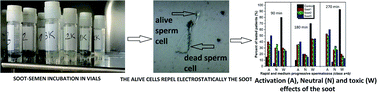 Graphical abstract: Hydrophobic soot nanoparticles as a non-cytotoxic motility activator of human spermatozoa