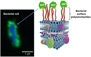 Graphical abstract: Molecularly imprinted nanoparticles for pathogen visualisation