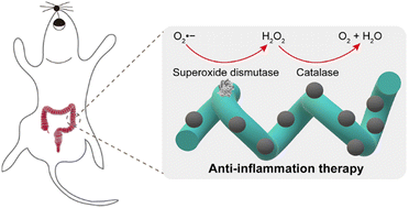 Graphical abstract: Integrated cascade catalysis of microalgal bioenzyme and inorganic nanozyme for anti-inflammation therapy