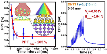 Graphical abstract: Molecular template growth of organic heterojunctions to tailor visual neuroplasticity for high performance phototransistors with ultralow energy consumption