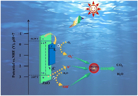 Graphical abstract: Enhanced photocatalytic activities of a hierarchical ZnO/V2C MXene hybrid with a close coupling heterojunction for the degradation of methyl orange, phenol and methylene blue dye