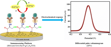 Graphical abstract: 3D-phosphorus doped mesoporous graphitic carbon nitride based immunosensor for swine flu detection