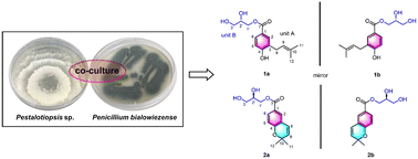Graphical abstract: Two undescribed pairs of isoprenyl hydroxybenzoic acid derivatives from coculture of Pestalotiopsis sp. and Penicillium bialowiezense: enantioseparation and their absolute configurations