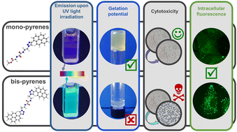Graphical abstract: Photophysical characterization and the self-assembly properties of mono- and bis-pyrene derivatives for cell imaging applications