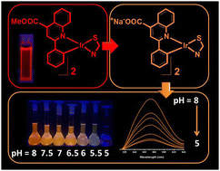 Graphical abstract: Phosphorescent cyclometalated Ir(iii) complexes comprising chelating thiolate ligands as pH-activatable sensors