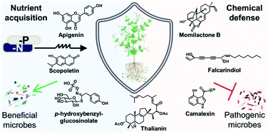 Graphical abstract: Functions and biosynthesis of plant signaling metabolites mediating plant–microbe interactions