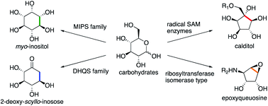 Graphical abstract: Biosynthesis of cyclitols