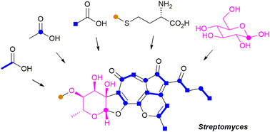 Graphical abstract: Labelling studies in the biosynthesis of polyketides and non-ribosomal peptides