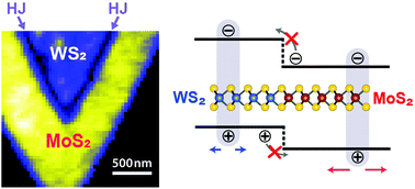Graphical abstract: Near-field spectroscopic imaging of exciton quenching at atomically sharp MoS2/WS2 lateral heterojunctions