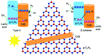 Graphical abstract: Super-resolution imaging of photogenerated charges on CdS/g-C3N4 heterojunctions and its correlation with photoactivity