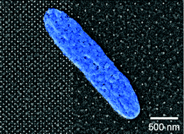 Graphical abstract: Protein-coated nanostructured surfaces affect the adhesion of Escherichia coli