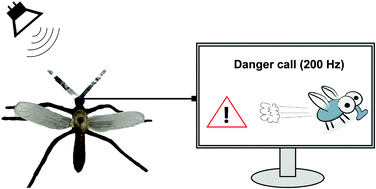 Graphical abstract: Mosquito-inspired design of resistive antennae for ultrasensitive acoustic detection