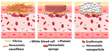 Graphical abstract: Design of nanoconstructs that exhibit enhanced hemostatic efficiency and bioabsorbability