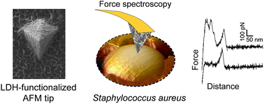 Graphical abstract: Understanding the role of surface interactions in the antibacterial activity of layered double hydroxide nanoparticles by atomic force microscopy