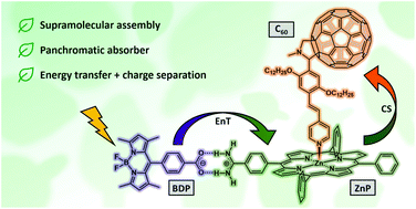 Graphical abstract: Cascades of energy and electron transfer in a panchromatic absorber