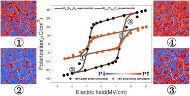 Graphical abstract: A phase field model combined with a genetic algorithm for polycrystalline hafnium zirconium oxide ferroelectrics