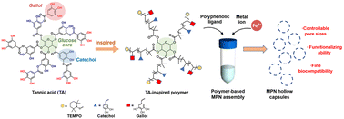 Graphical abstract: Tannic acid-inspired star polymers for functional metal-phenolic networks with tunable pore sizes