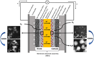 Graphical abstract: Evaluation of functional layers thinning of high temperature polymer electrolyte membrane fuel cells after long term operation