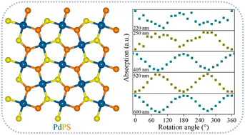 Graphical abstract: Abnormal linear dichroism transition in two-dimensional PdPS