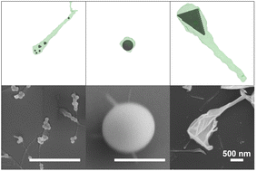 Graphical abstract: Controlling morphology in electrosprayed methylcellulose nanowires via nanoparticle addition: coarse-grained modeling and experiments