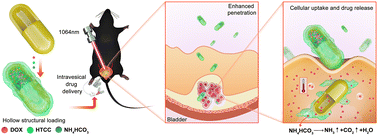 Graphical abstract: NIR-II-triggered doxorubicin release for orthotopic bladder cancer chemo-photothermal therapy