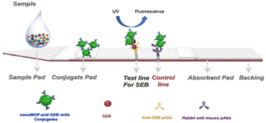 Graphical abstract: Ultrasensitive lateral flow immunoassay for staphylococcal enterotoxin B using nanosized fluorescent metal–organic frameworks