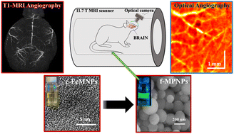 Graphical abstract: Fluorescently-tagged magnetic protein nanoparticles for high-resolution optical and ultra-high field magnetic resonance dual-modal cerebral angiography