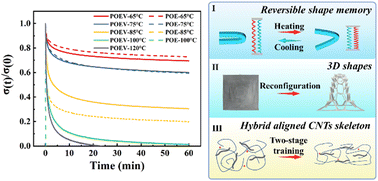 Graphical abstract: Hierarchical network relaxation of a dynamic cross-linked polyolefin elastomer for advanced reversible shape memory effect