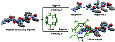 Graphical abstract: Complexation of specific residues by carboxylatopillar[6]arene for improving the zymolytic stability of arginine-containing peptides