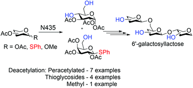 Graphical abstract: Synthesis of 6′-galactosyllactose, a deviant human milk oligosaccharide, with the aid of Candida antarctica lipase-B