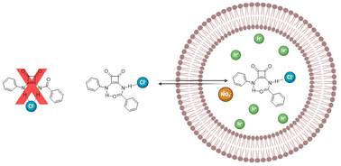 Graphical abstract: Amidosquaramides – a new anion binding motif with pH sensitive anion transport properties