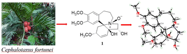 Graphical abstract: Cephalotaxine-type and homoerythrina-type alkaloids with antiproliferative effects from Cephalotaxus fortunei