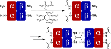 Graphical abstract: Efficient formation of hemoglobin bis-tetramers via selective acetylation of α-subunit amino groups by methyl acetyl phosphate