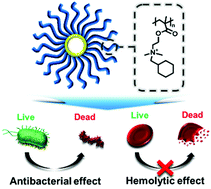 Graphical abstract: Antibacterial and cytotoxic properties of star-shaped quaternary ammonium-functionalized polymers with different pendant groups
