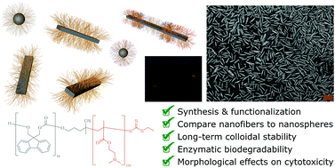 Graphical abstract: Precision polymer nanofibers with a responsive polyelectrolyte corona designed as a modular, functionalizable nanomedicine platform