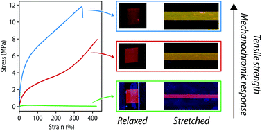 Graphical abstract: Strain-correlated mechanochromism in different polyurethanes featuring a supramolecular mechanophore