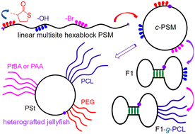 Graphical abstract: Facile synthesis of monocyclic, dumbbell-shaped and jellyfish-like copolymers using a telechelic multisite hexablock copolymer