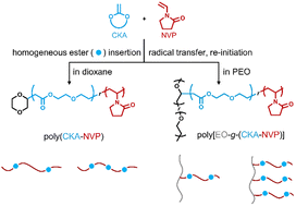 Graphical abstract: Mechanistic investigation of cyclic ketene acetal radical ring-opening homo- and co-polymerization and preparation of PEO graft copolymers with tunable composition