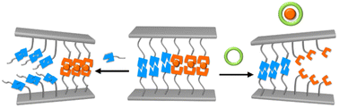 Graphical abstract: Tunable interfacial adhesion based on orthogonal supramolecular forces