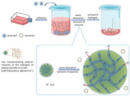 Graphical abstract: A facile method based on a superabsorbent polymer composite for concentration and separation of exosomes from cell culture media