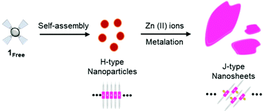 Graphical abstract: Supramolecular polymerization based on the metalation of porphyrin nanosheets in aqueous media